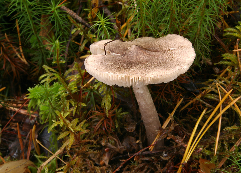 Tricholoma virgatum